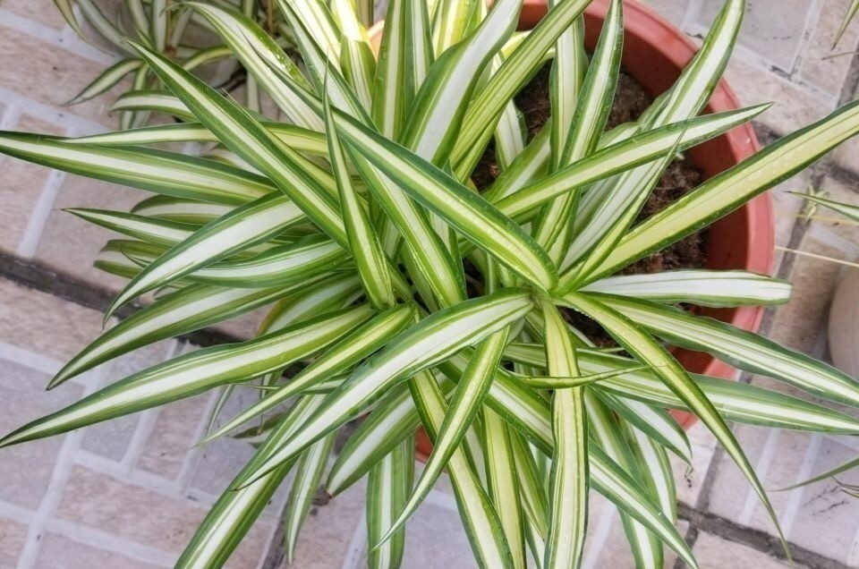 新芽|搬新家之前,一定要养“这6种花”,除“甲醛”效果好