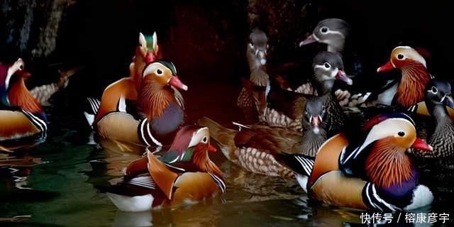 别再被鸳鸯骗了!千古年来被喻为的爱情模范,实则是渣男渣女