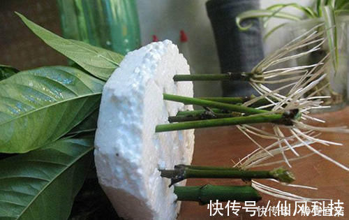 生根|“3种花”扦插正当时,剪个枝插盆里,15天就生根,成活率高