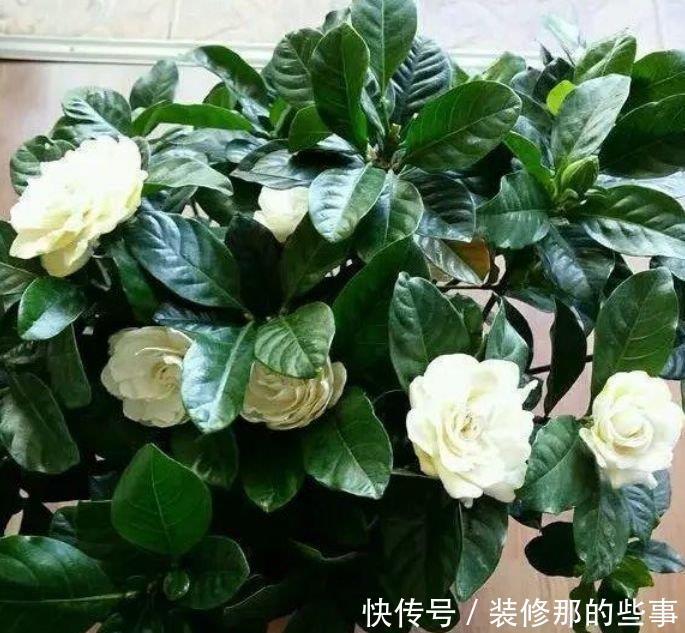 家养此款花卉,开花勤爱爆盆,从年头“香”到年尾