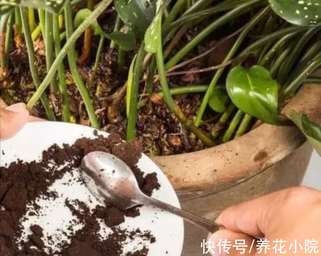 春天养花,做好4件事,花盆里不生小虫子