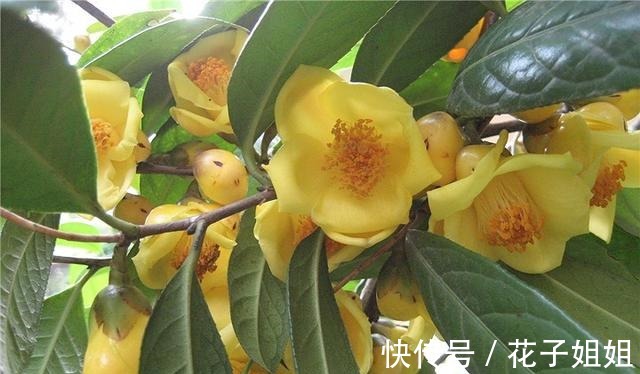 它被誉为“植物大熊猫”,花大如盆,金黄通透,观赏食用两不误!