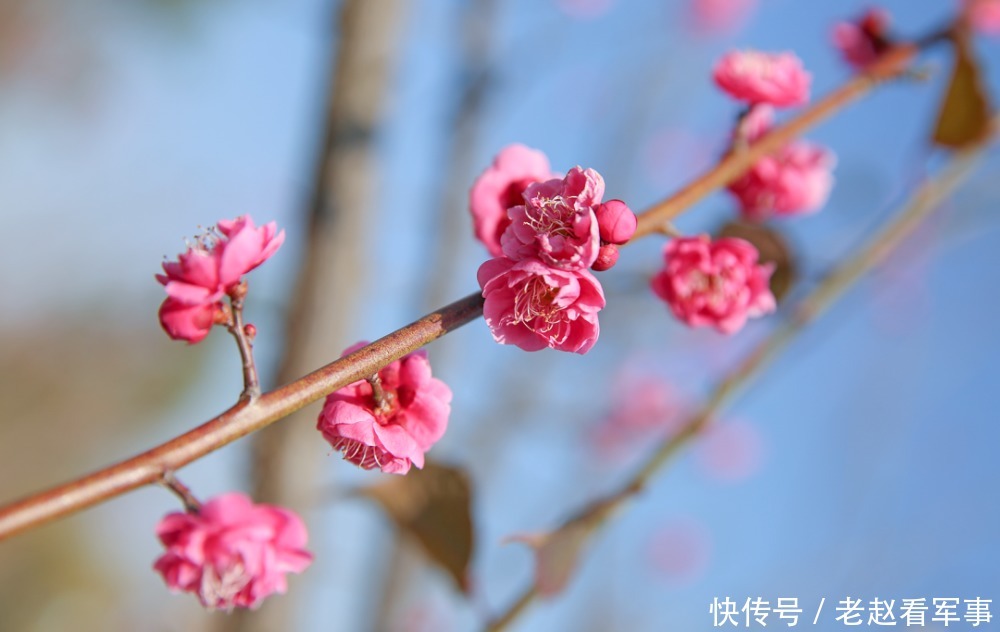 赏景啦！新年添喜色，西昌湿地公园梅花绽放