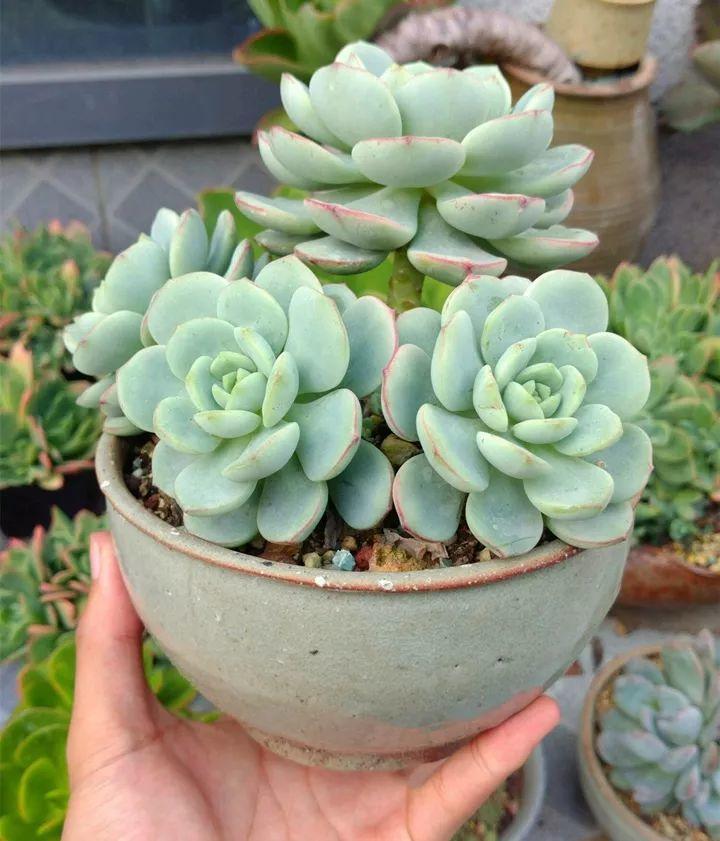 他用菜坛子种多肉,1分不花,呼呼长成“大米饭”!