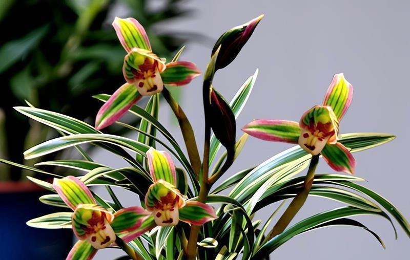 何时才是浇花的最佳时机,可从三大方面,来加以判断