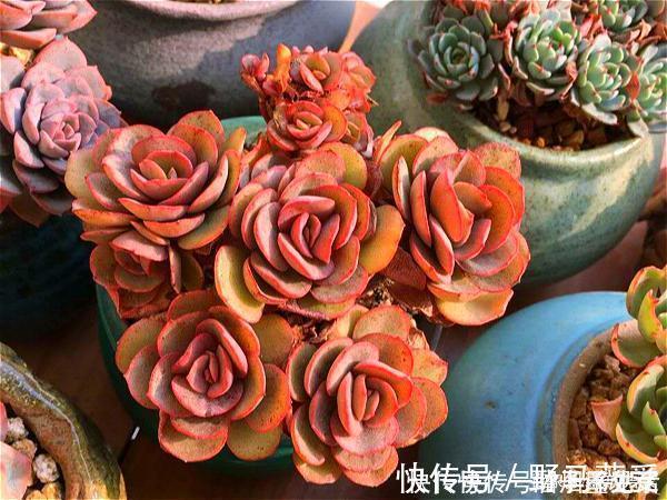 多肉|名字很美的多肉，一听名字就知道颜值高，好看又好养才是关键