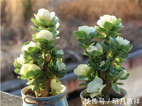 多肉金钱木,养成老桩更好看,招财旺福好运来