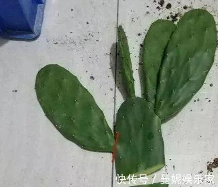 仙人掌|养了十多年，仙人掌都不变样，狠心来一刀，突然爆发开始猛长