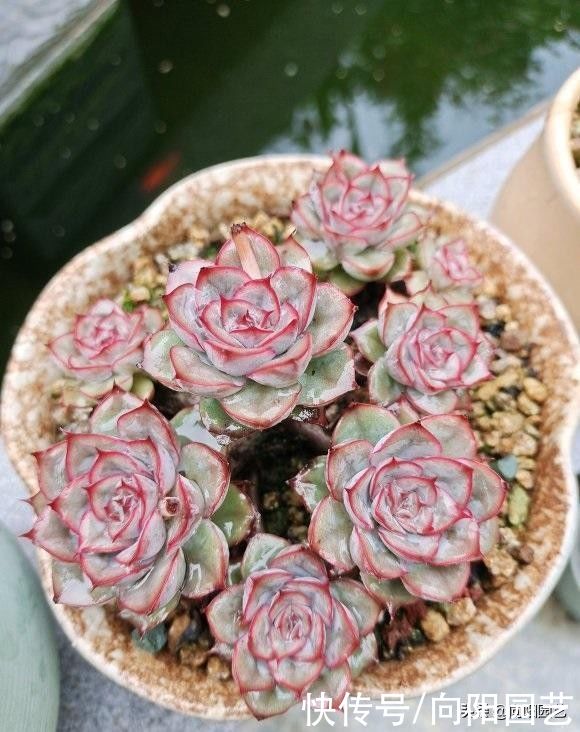 浇水|刚开始接触多肉，养护要谨慎，先买便宜的，养活了再买好的