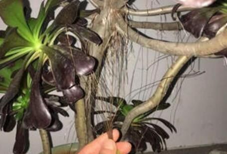 多肉长“胡须”，剪还是留只看一点就知道，养成漂亮茂盛老桩