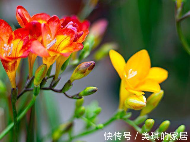 沙漠玫瑰沙漠玫瑰|8月9日-8月21日，庭院选这几款花，花大色艳，花开富贵
