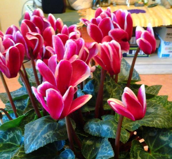 11月养花选它,娇美可爱像兔子,摆在窗边美极了,适合新手