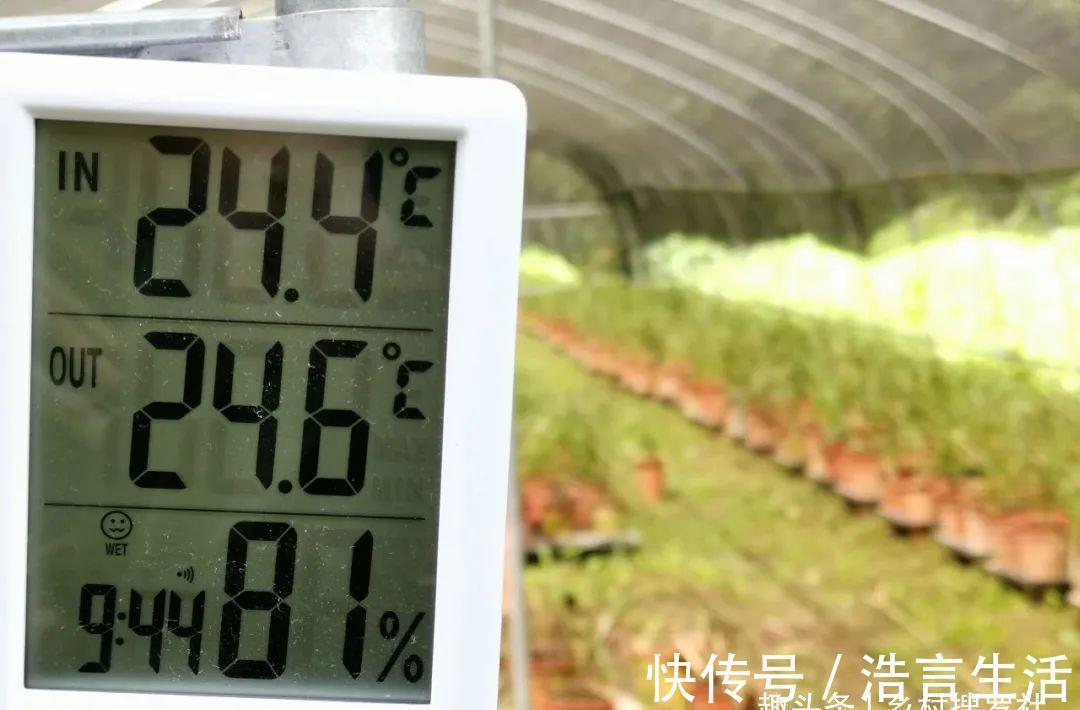 芒种|三分种、七分养，芒种时节的兰花，如何养出浓绿的叶子？