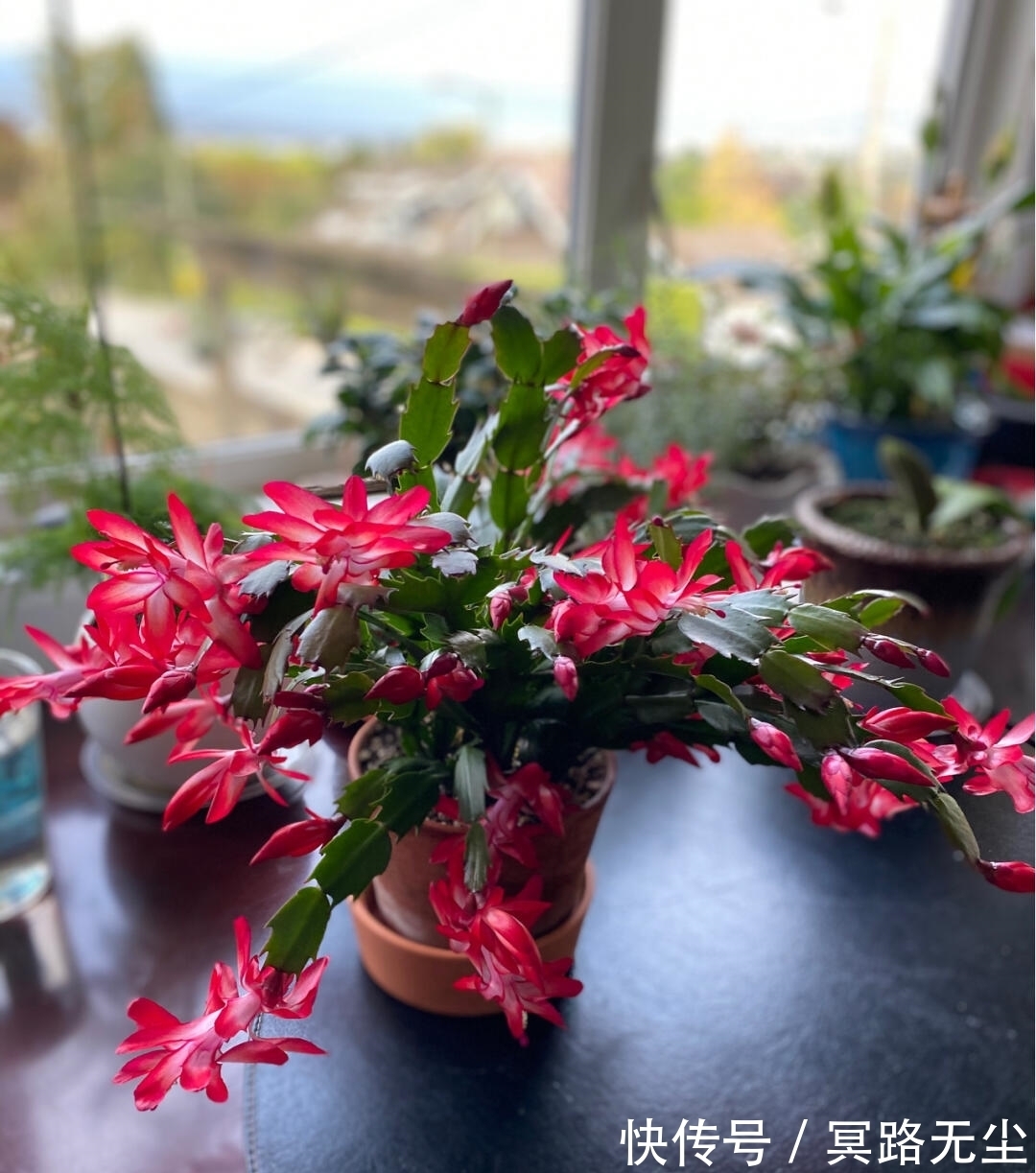 开花|蟹爪兰开败后,2件事别做错,否则想再开花,很难