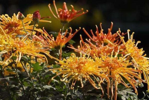 养盆菊花在家中就选“它”开花颜色如朝霞赤焰,花姿高贵典雅