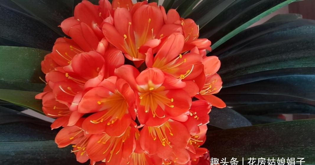 植株|君子兰在花盆里头重脚轻站不稳,别忽视,原因简单危害却很大