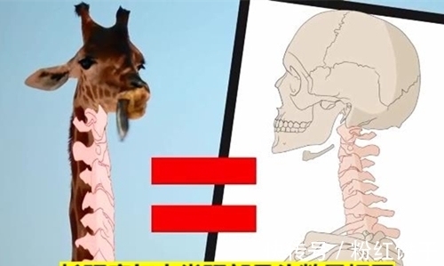 冷知识普及:12个存在的有趣事实,但很多人也许并不清楚