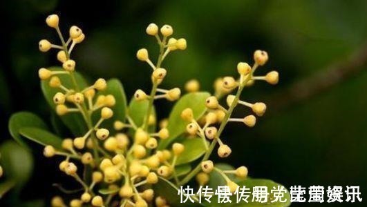 让人怜惜的4种花，长势超快，全年开花，一年成花墙