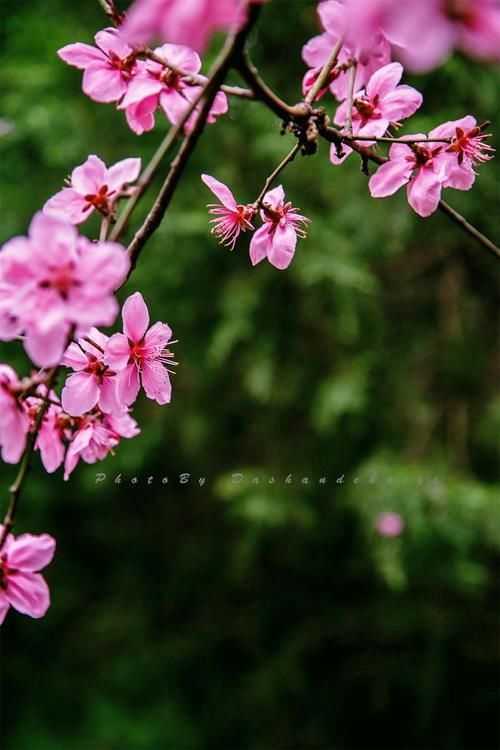 济南百花盛开，周末可以一起去赏花踏春，错过这个春天又得等一年