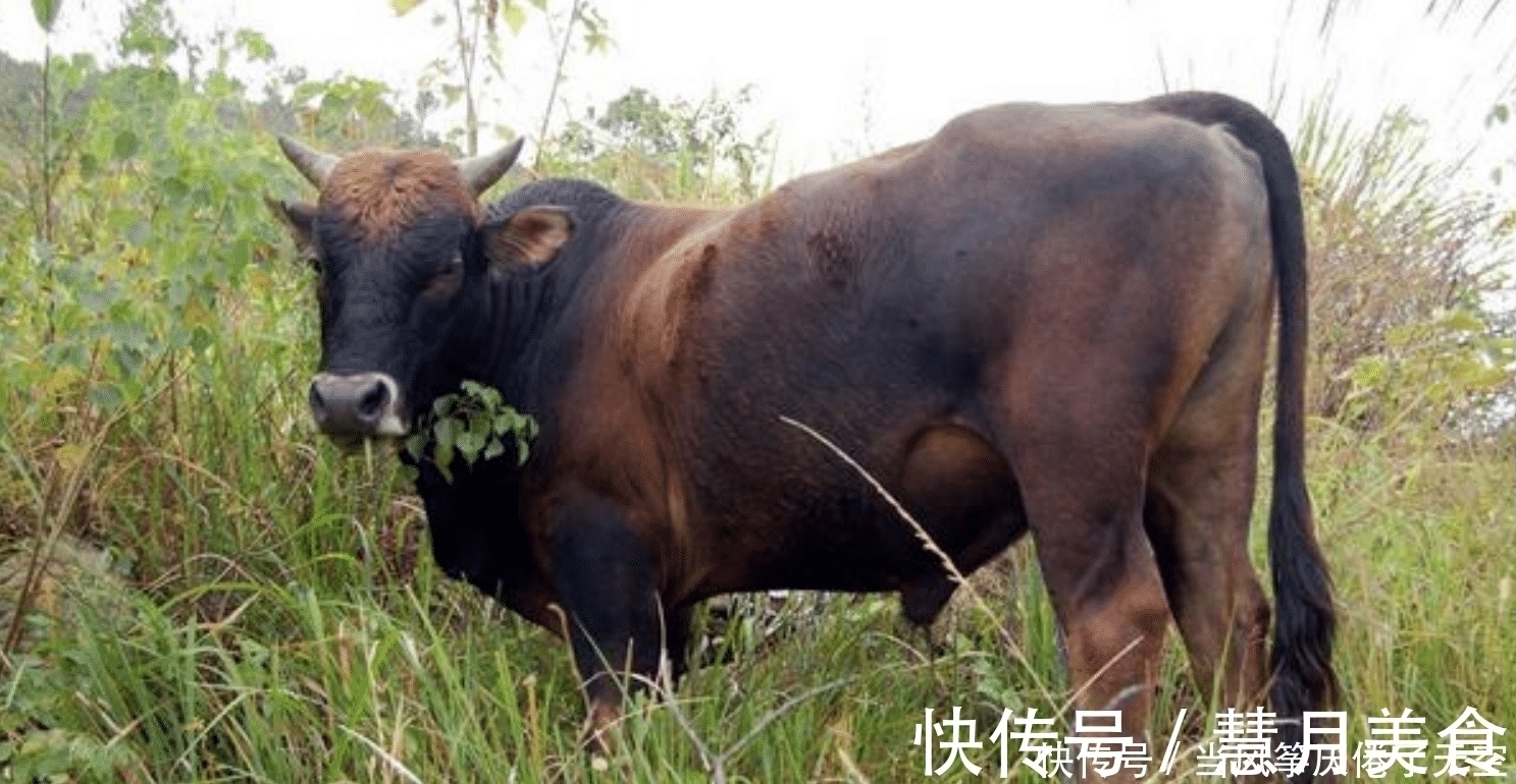 幸福|属牛人桃花运上上签，遇到对的人将会收获幸福，执子之手与子偕老