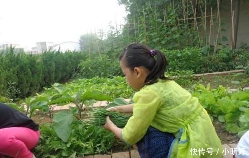 饺子|农村一种菜，割了还能长，包饺子是一绝，人称“洗肠草”