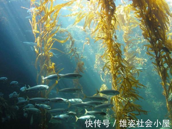 常吃|5种食物是肝脏的“净化器”,常吃或能帮助肝脏排毒,预防脂肪肝