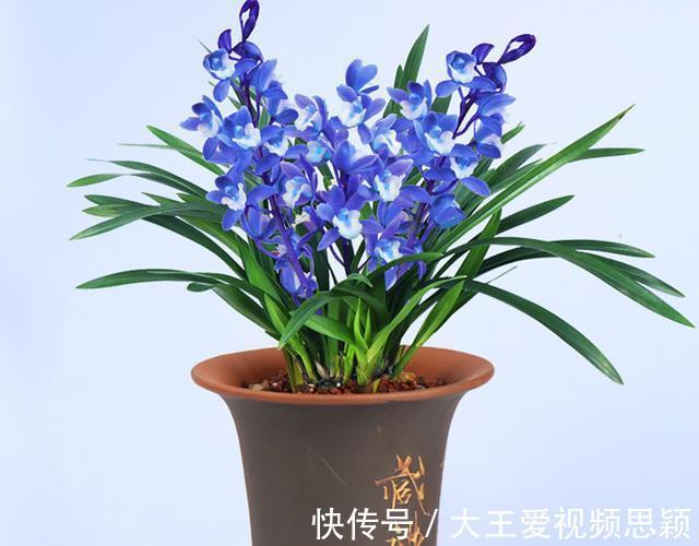 花友们|这种“蓝色”兰花,你见过吗建议大家阳台有空地,一定要养盆