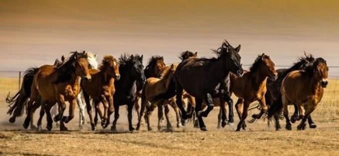 汉武帝从西域引进“天马”,或被后世工匠捕捉,成就国宝级文物