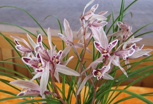 “兰花”花骨朵少来点“促花肥”,花苞不停长,开花亭亭玉立