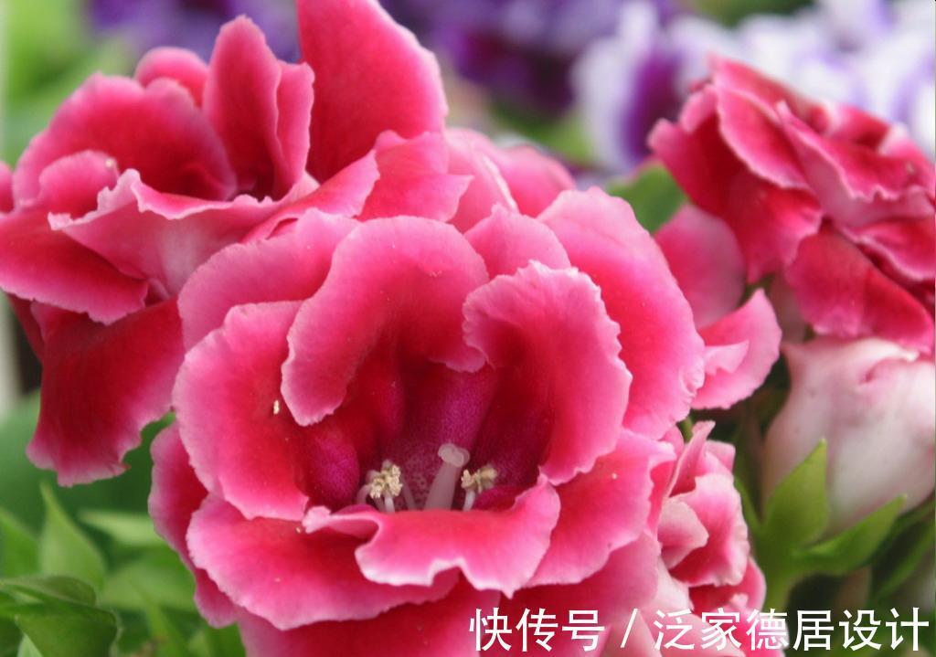 养花试试这几款，花开漂亮，养在家中，那可是超级美艳