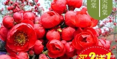 虎刺梅|看一眼就想买回家的花, 好看又好养, 看看它们都是谁!