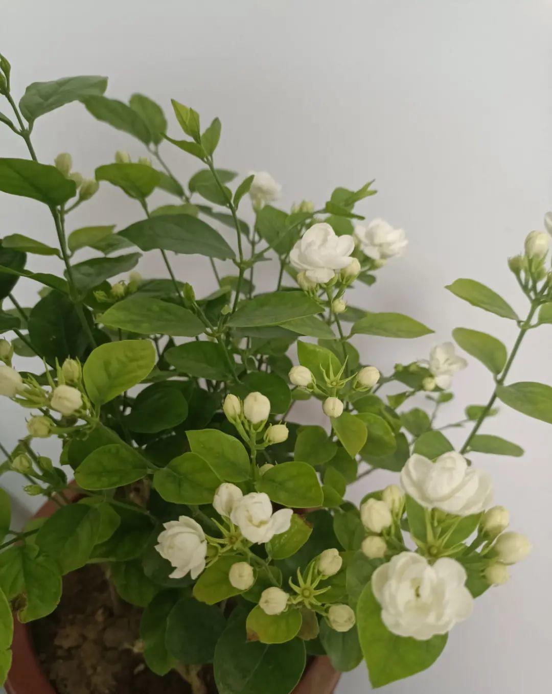 茼蒿|37摄氏度的院子，养这5种花，耐热耐晒开花多