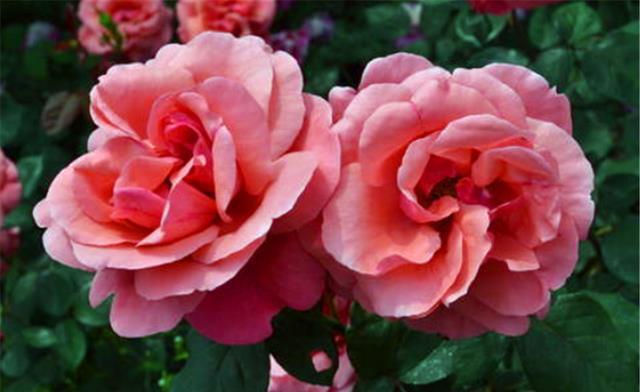 冬天月季要巧剪,“3个技巧”很实用,学会了春天新枝多又壮