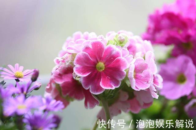 新手喜欢养护花卉，就选5种花卉，花色漂亮美丽，给家中带来幸福