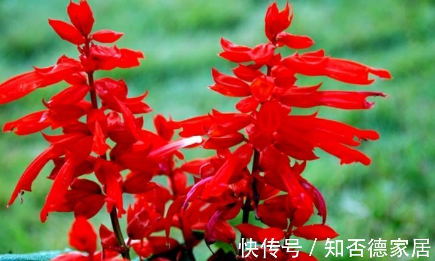 国庆前后，8种花种子收集起来，来年播种开出花海