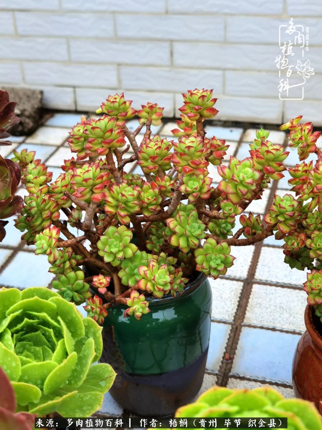 多肉植物|闺蜜一起跳肉坑好闺蜜，就是要互相挖坑一起跳！