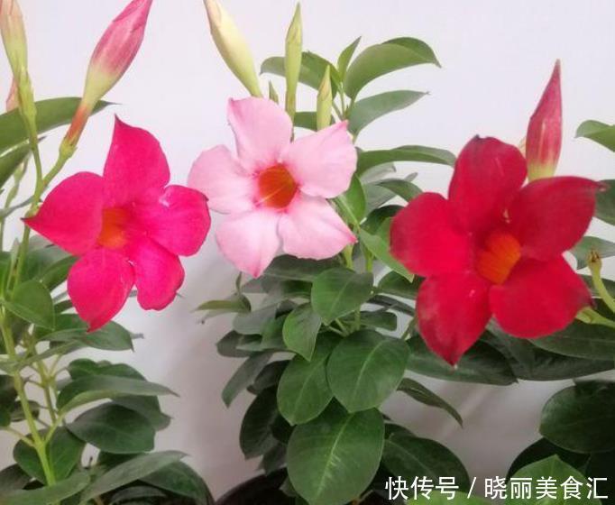 最有仙气的3种花,好养又漂亮,开花一茬又一茬,美如仙境!