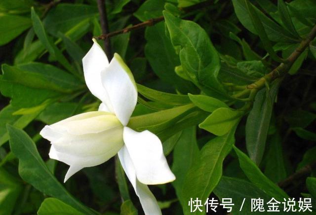 入秋后栀子花怎么养做好几点，叶片油亮开花多