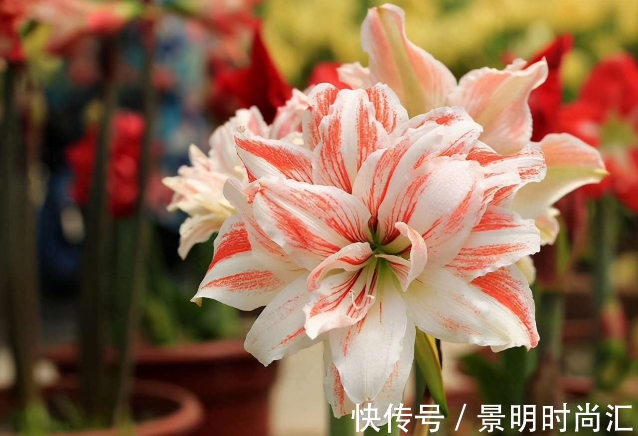 发财树|适合养在小盆里的3种花,用小盆,好养更健壮,别忽视