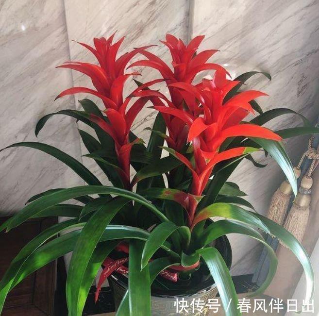 3种旺运花，吉祥添富贵，好打理，易爆盆，花开不断