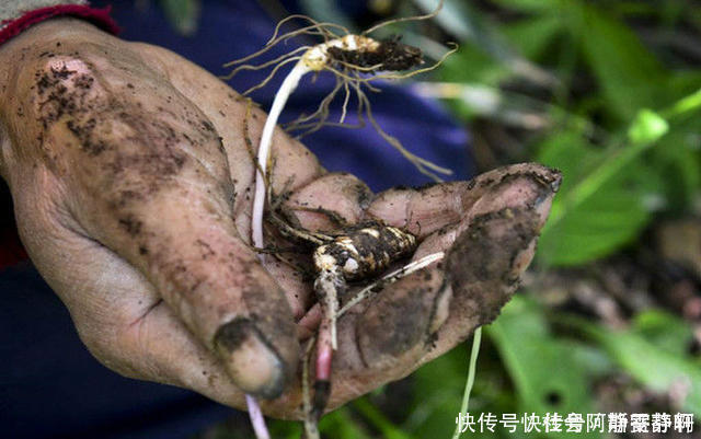 中医治“肾虚”的小方子一味药，让我认识到中医的博大精深