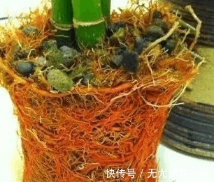 邻居|富贵竹总是养不活, 看到邻居家才发现自己方法错了