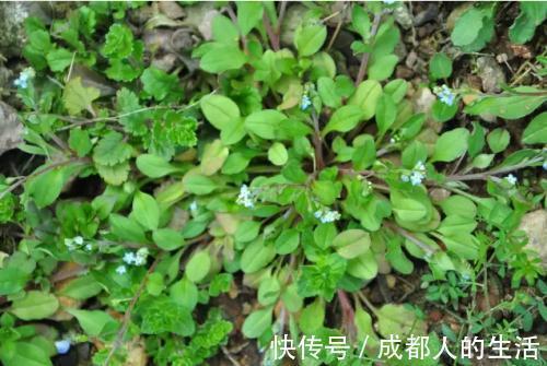 附地菜|农村一种野草,过去用来喂猪,殊不知药用价值高,消肿止痛有奇效