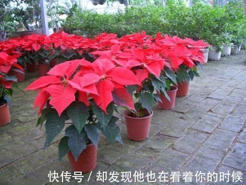 汁液|这3种花卉终将被淘汰,好看是次要的,关键是有毒