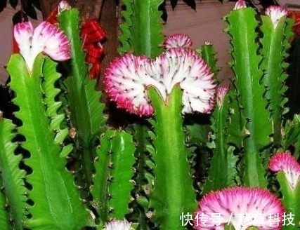 里美|居家就养这三种绿植,既上档次又招财,好看又耐活