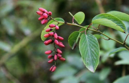 万物生长|它是治疗腰疼的特效药,价值珍贵,在农村却被当柴火烧掉,可惜了