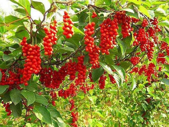 肝脏|肝不好的人，平时敞开肚皮吃4物，或有助于养肝，身体更健康