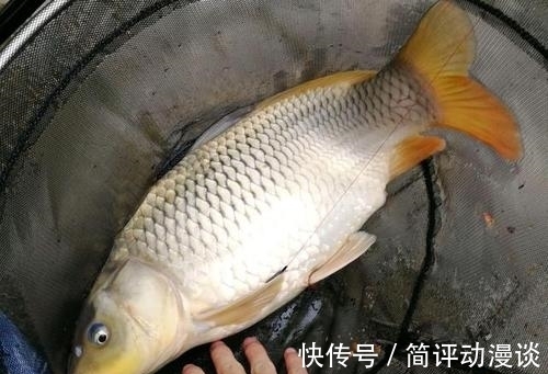 鱼的寿命到底有多长？为什么说有水的地方就有鱼？