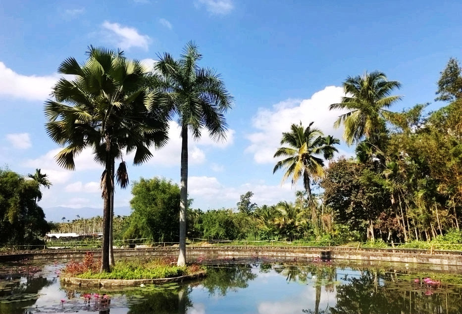 热带经济|美丽的植物园，独特的植物景观——游兴隆热带植物园