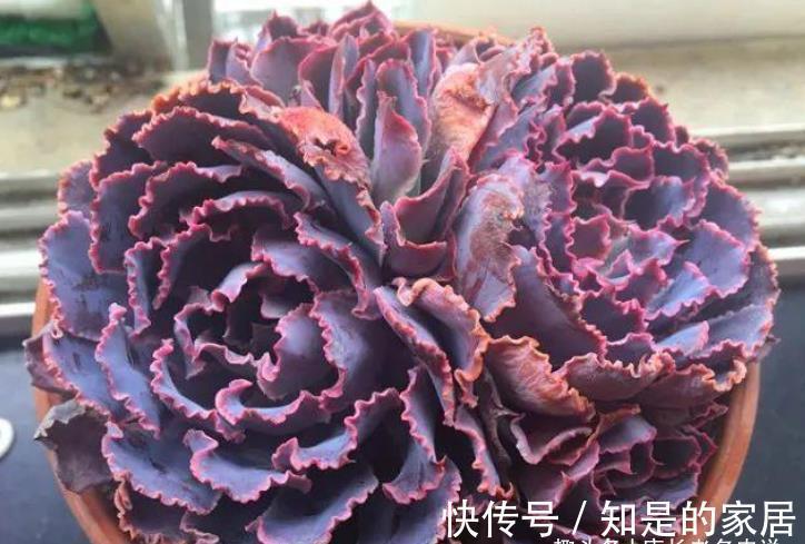 多肉|包菜类多肉大都皮粗肉糙,一些叶片宽大的品种夏天纯露养都没关系